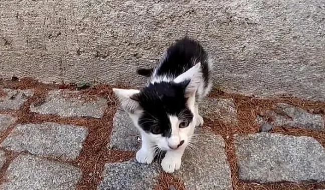 小奶猫独自流浪受尽欺负,妈妈争斗失败被赶走,没妈的孩子真可怜 小奶猫独自流浪受尽欺负,妈妈争斗失败被赶走,没妈的孩子真可怜