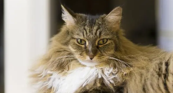 穷人养猫法 穷人养猫法