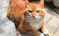 驱赶猫的最好办法