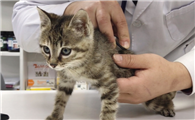 小猫打什么疫苗