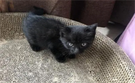生了纯黑的猫好不好