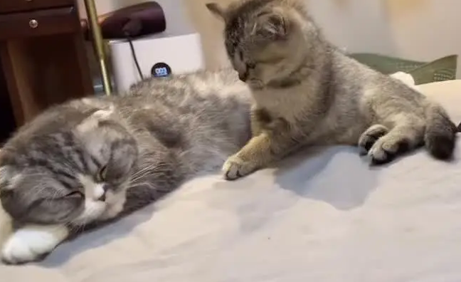 女生用猫暗示男朋友 女生用猫暗示男朋友