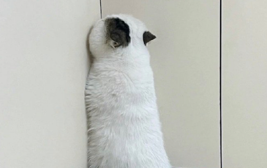 墙角的猫图片