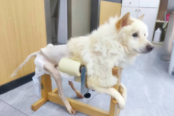 狗狗被城管打断腰椎,主人不治疗反而遗弃了它,只能吃垃圾活着! 狗狗被城管打断腰椎,主人不治疗反而遗弃了它,只能吃垃圾活着!