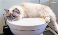 去除猫尿味的好方法