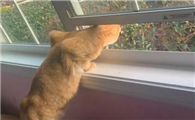 猫在窗户外面叫预示什么