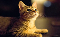 女人梦见猫周公解梦