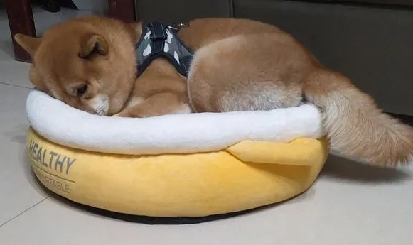 柴犬偷吃排骨后靠装睡躲过一劫,可这个表情还是暴露了它... 柴犬偷吃排骨后靠装睡躲过一劫,可这个表情还是暴露了它...
