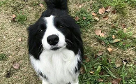十大聪明名犬第一名