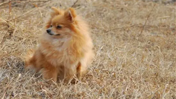 芬兰狐狸犬的品种分类 芬兰狐狸犬的品种分类