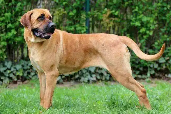 中国养日本士佐犬犯法吗