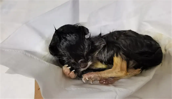 小猫肚子里有死胎四天了