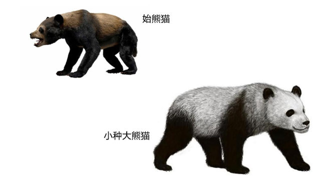 外表软萌可爱的大熊猫，真实战力有多强？能打赢老虎吗？