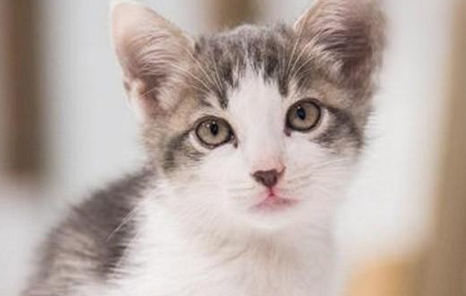 如何鉴别是不是猫鼻支 如何鉴别是不是猫鼻支