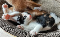为什么感觉猫像小孩子一样