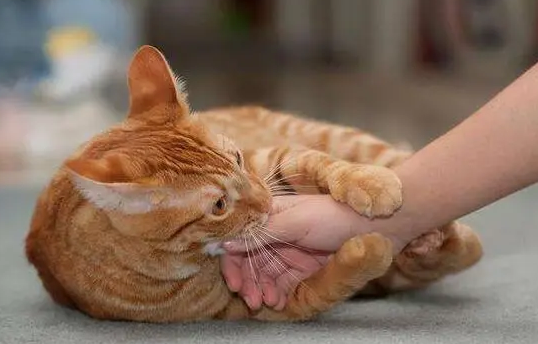 梦见猫缠着我是什么预兆 梦见猫缠着我是什么预兆