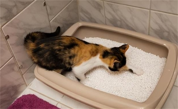 猫怎么才能自己大小便 猫怎么才能自己大小便