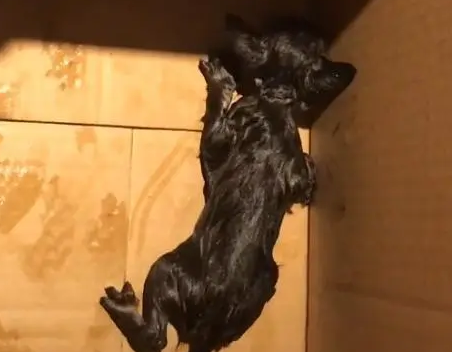 箱子里发现一只湿漉漉的小猫,女子带回家,发现是只小狸花猫 箱子里发现一只湿漉漉的小猫,女子带回家,发现是只小狸花猫