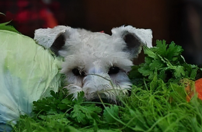 狗能吃香菜吗