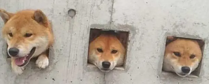 水泥墙把3只柴犬“封印”了,看到墙上的字后,网友笑炸锅! 水泥墙把3只柴犬“封印”了,看到墙上的字后,网友笑炸锅!