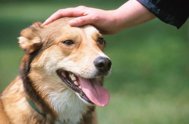 家犬管理条例 家犬管理条例