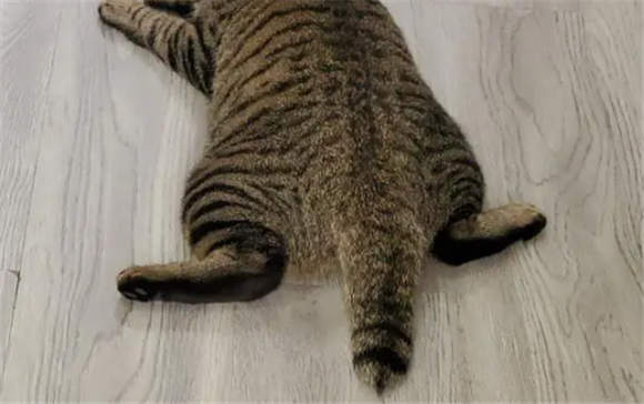 为什么我家猫尾巴很粗