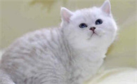 女生不能和猫一起睡