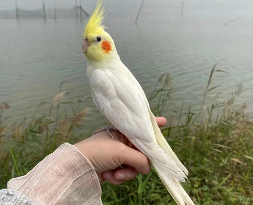 玄凤鹦鹉怎么训练说话
