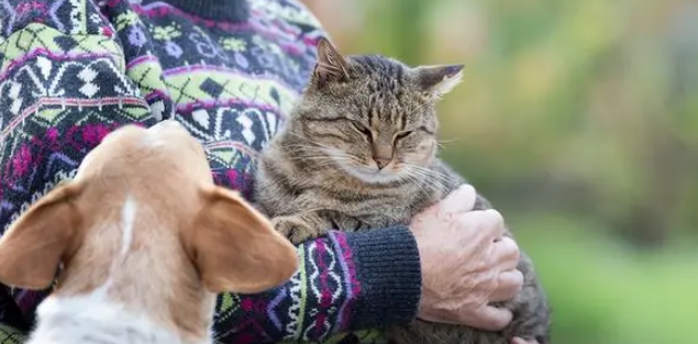 震惊女人对猫有影响吗