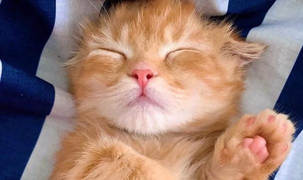 猫那么凶为什么还养它?看完这组照片,你就全明白了 猫那么凶为什么还养它?看完这组照片,你就全明白了
