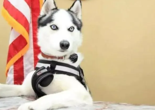 特警挑战训练二哈做警犬？结果警局差点被拆了