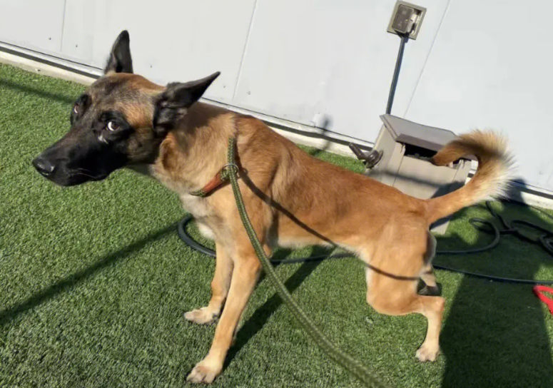 为什么都说马犬咬人的概率高