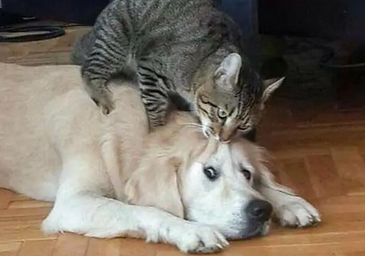 猫狗不能和谐相处,这位铲屎官想出了这招,弄出了个大工程 猫狗不能和谐相处,这位铲屎官想出了这招,弄出了个大工程