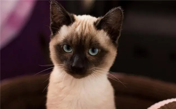 暹逻猫的优缺点 暹逻猫的优缺点