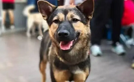 禁养犬办了狗证就没事了吗