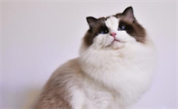 什么品种的猫最好看