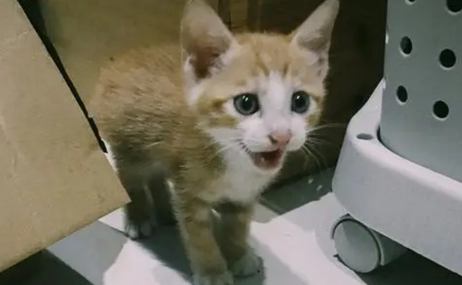 小猫到家一直叫