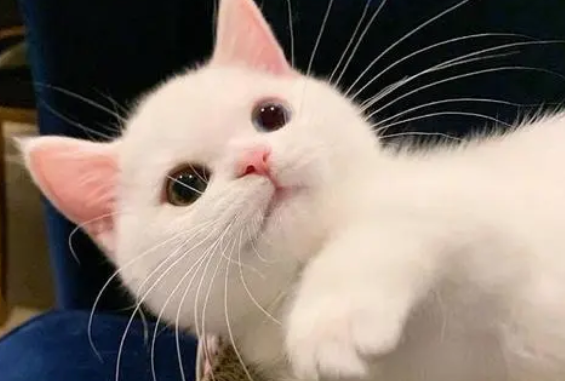母猫涨奶会自行消退吗