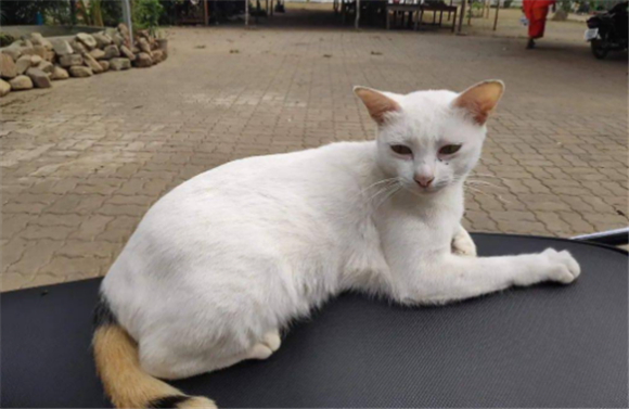 为什么有的猫自来熟