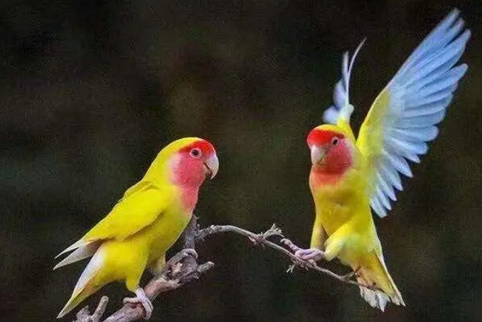 为什么绿桃鹦鹉比黄桃鹦鹉贵
