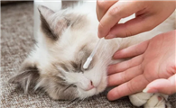 人的眼药水能给猫用吗