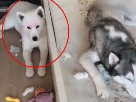 哈士奇自己拆家还不过瘾,还教出个小徒弟,主人:狗肉馆还开门吗 哈士奇自己拆家还不过瘾,还教出个小徒弟,主人:狗肉馆还开门吗