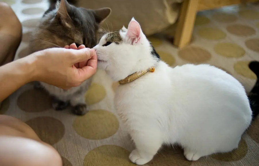 如何让猫咪亲近你
