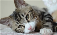 三色公猫很值钱吗