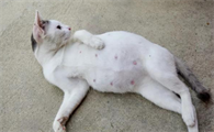如何辨别猫是否怀孕