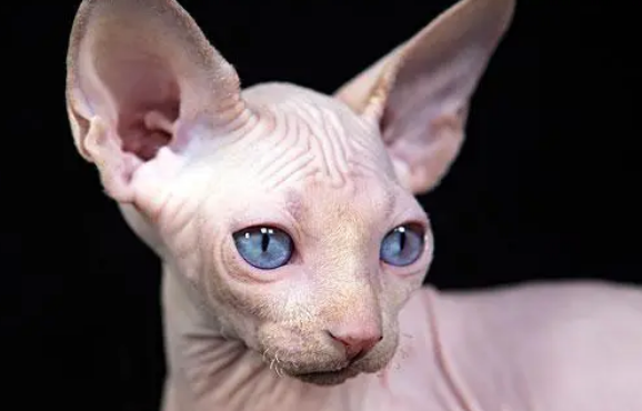 外星人猫咪叫什么品种 外星人猫咪叫什么品种