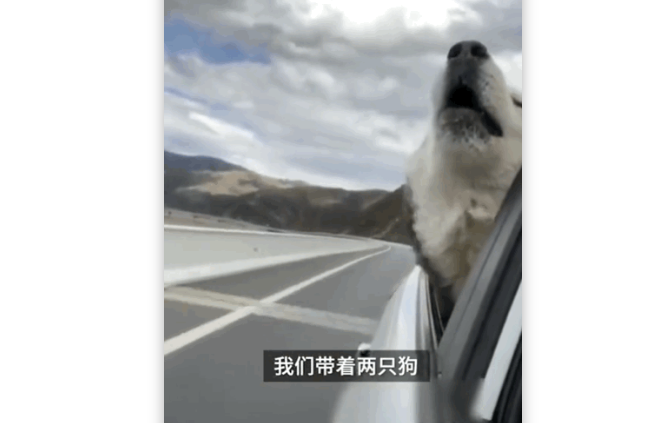 会赚钱养家的阿拉斯加你见过吗?“全网最懂事狗子”唱遍半个中国 会赚钱养家的阿拉斯加你见过吗?“全网最懂事狗子”唱遍半个中国