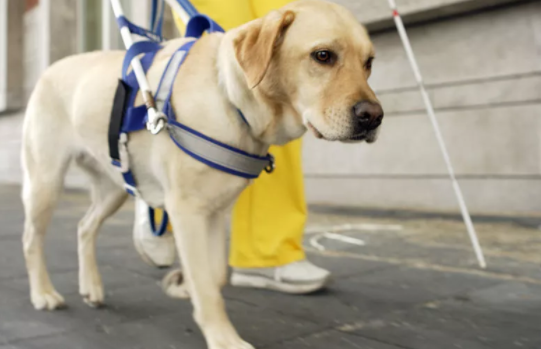 一只导盲犬多少钱 一只导盲犬多少钱