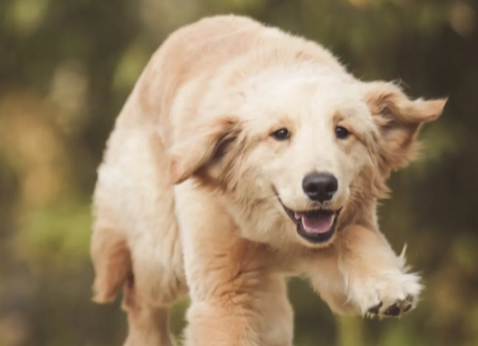 适合家养的中型犬 中型犬相较小型犬而言更好