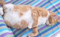 母猫胎死腹中处理办法